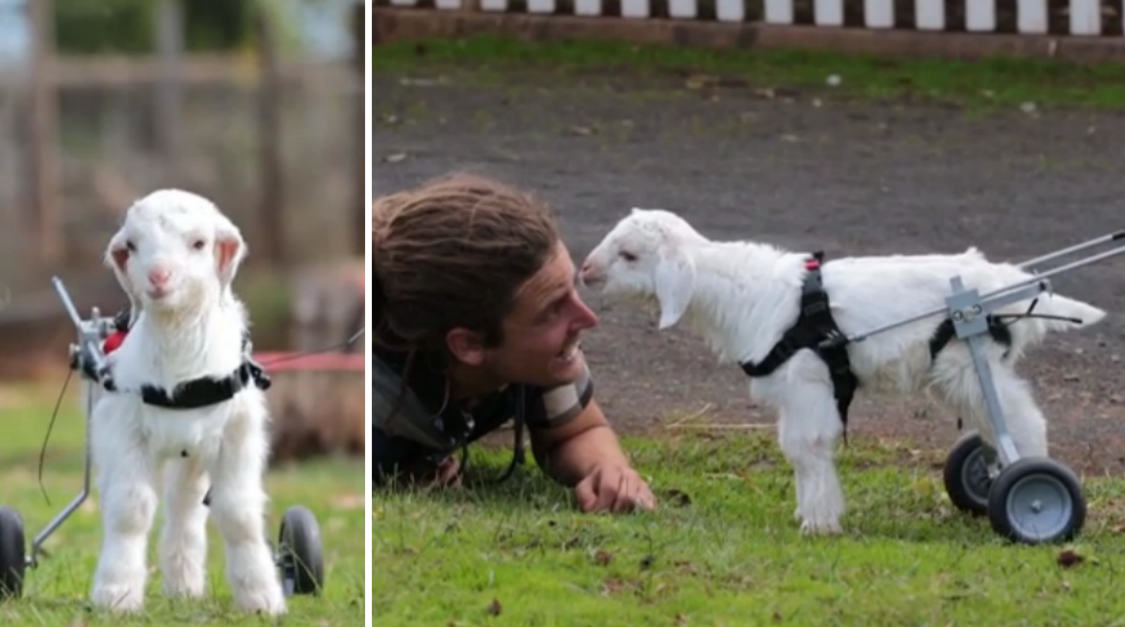 Get, Rullstol, gullig